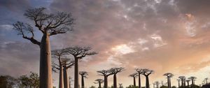 Preview wallpaper baobabs, trees, trunks, nature