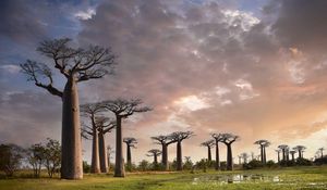 Preview wallpaper baobabs, trees, trunks, nature