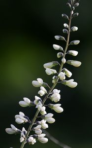 Preview wallpaper baptisia, flowers, inflorescences, white, macro