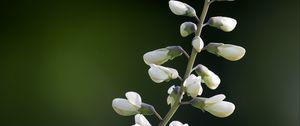 Preview wallpaper baptisia, flowers, inflorescences, white, macro