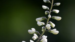 Preview wallpaper baptisia, flowers, inflorescences, white, macro