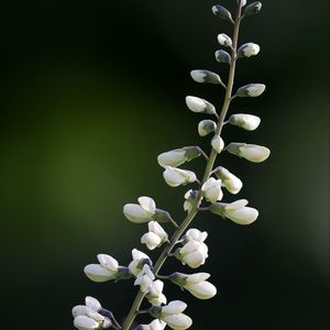 Preview wallpaper baptisia, flowers, inflorescences, white, macro