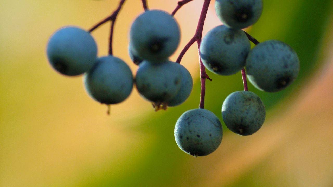 Wallpaper barberry, berries, blur, macro