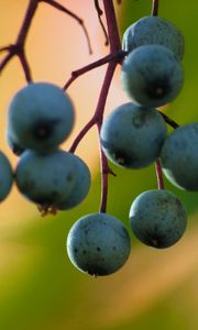 Preview wallpaper barberry, berries, blur, macro