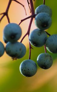 Preview wallpaper barberry, berries, blur, macro