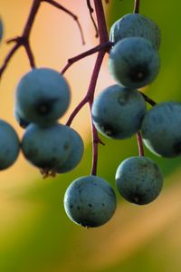 Preview wallpaper barberry, berries, blur, macro