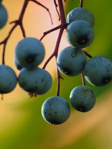 Preview wallpaper barberry, berries, blur, macro