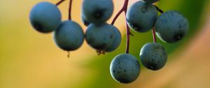 Preview wallpaper barberry, berries, blur, macro