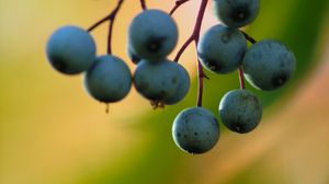 Preview wallpaper barberry, berries, blur, macro