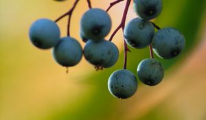 Preview wallpaper barberry, berries, blur, macro