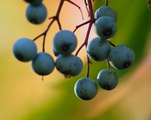 Preview wallpaper barberry, berries, blur, macro