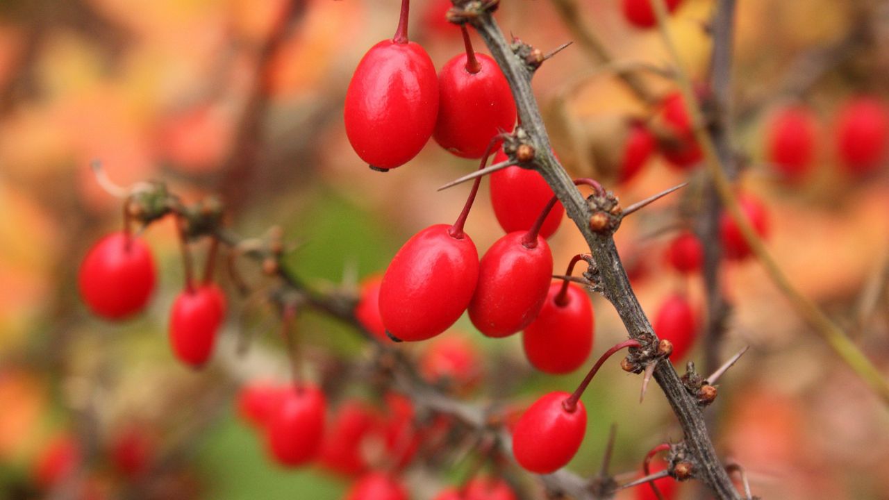 Wallpaper barberry, berries, branch, tree