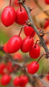 Preview wallpaper barberry, berries, branch, tree