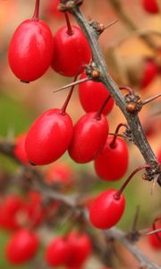 Preview wallpaper barberry, berries, branch, tree