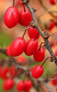 Preview wallpaper barberry, berries, branch, tree