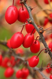 Preview wallpaper barberry, berries, branch, tree