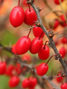 Preview wallpaper barberry, berries, branch, tree