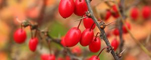 Preview wallpaper barberry, berries, branch, tree