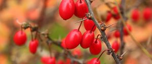 Preview wallpaper barberry, berries, branch, tree