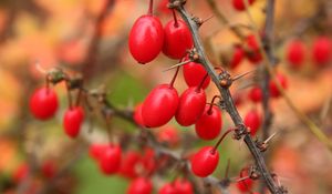 Preview wallpaper barberry, berries, branch, tree