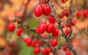 Preview wallpaper barberry, berries, branch, tree