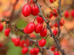 Preview wallpaper barberry, berries, branch, tree