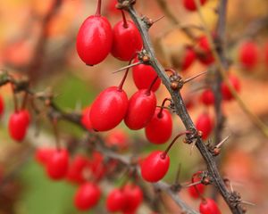 Preview wallpaper barberry, berries, branch, tree