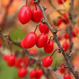 Preview wallpaper barberry, berries, branch, tree