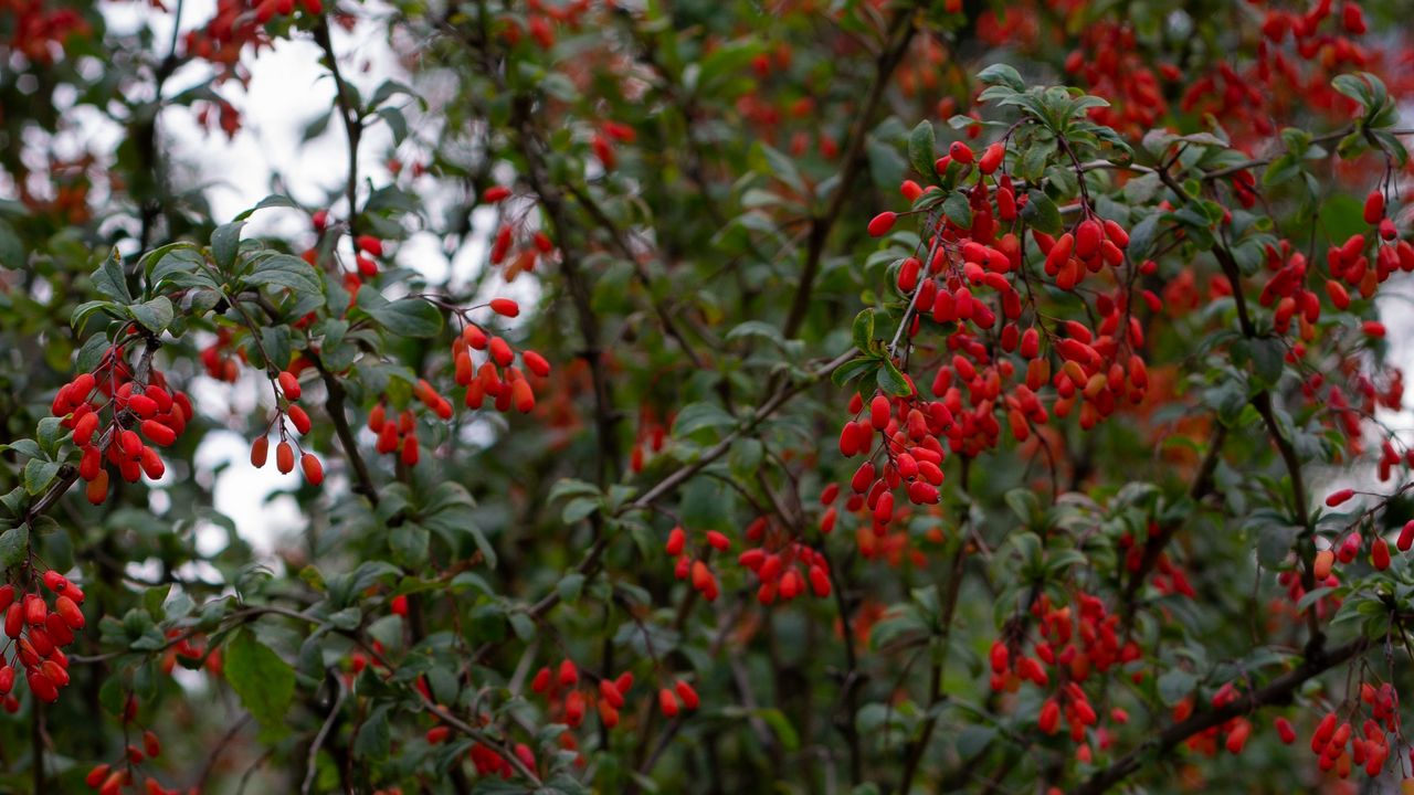 Wallpaper barberry, berries, branches, tree