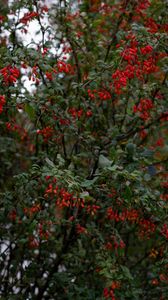 Preview wallpaper barberry, berries, branches, tree