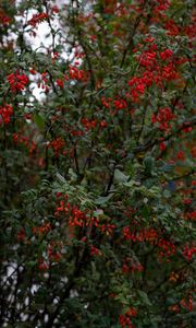 Preview wallpaper barberry, berries, branches, tree