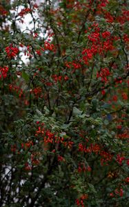 Preview wallpaper barberry, berries, branches, tree