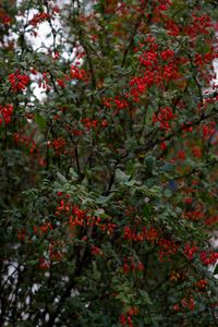 Preview wallpaper barberry, berries, branches, tree