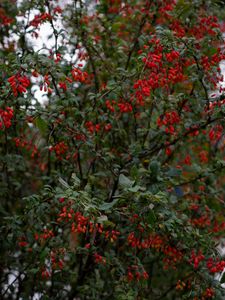 Preview wallpaper barberry, berries, branches, tree