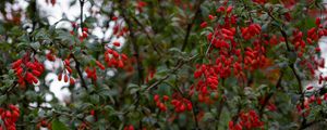 Preview wallpaper barberry, berries, branches, tree