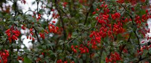 Preview wallpaper barberry, berries, branches, tree