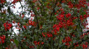 Preview wallpaper barberry, berries, branches, tree