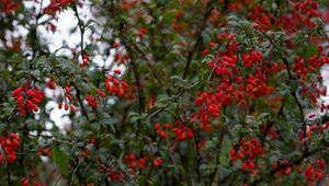 Preview wallpaper barberry, berries, branches, tree