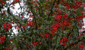 Preview wallpaper barberry, berries, branches, tree