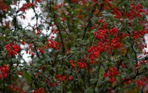 Preview wallpaper barberry, berries, branches, tree