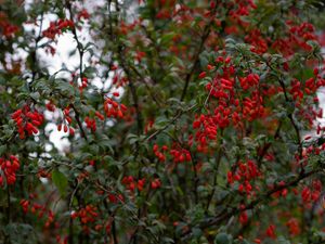 Preview wallpaper barberry, berries, branches, tree