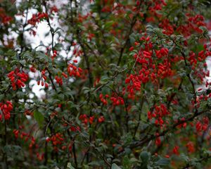 Preview wallpaper barberry, berries, branches, tree