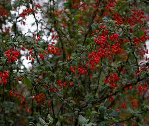 Preview wallpaper barberry, berries, branches, tree