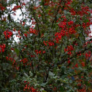 Preview wallpaper barberry, berries, branches, tree