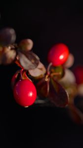 Preview wallpaper barberry, berries, leaves, branches, macro, dark