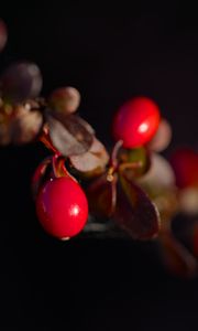 Preview wallpaper barberry, berries, leaves, branches, macro, dark