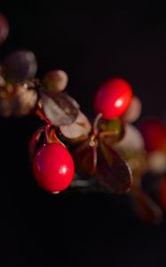 Preview wallpaper barberry, berries, leaves, branches, macro, dark
