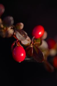 Preview wallpaper barberry, berries, leaves, branches, macro, dark