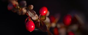 Preview wallpaper barberry, berries, leaves, branches, macro, dark