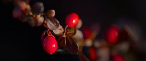 Preview wallpaper barberry, berries, leaves, branches, macro, dark